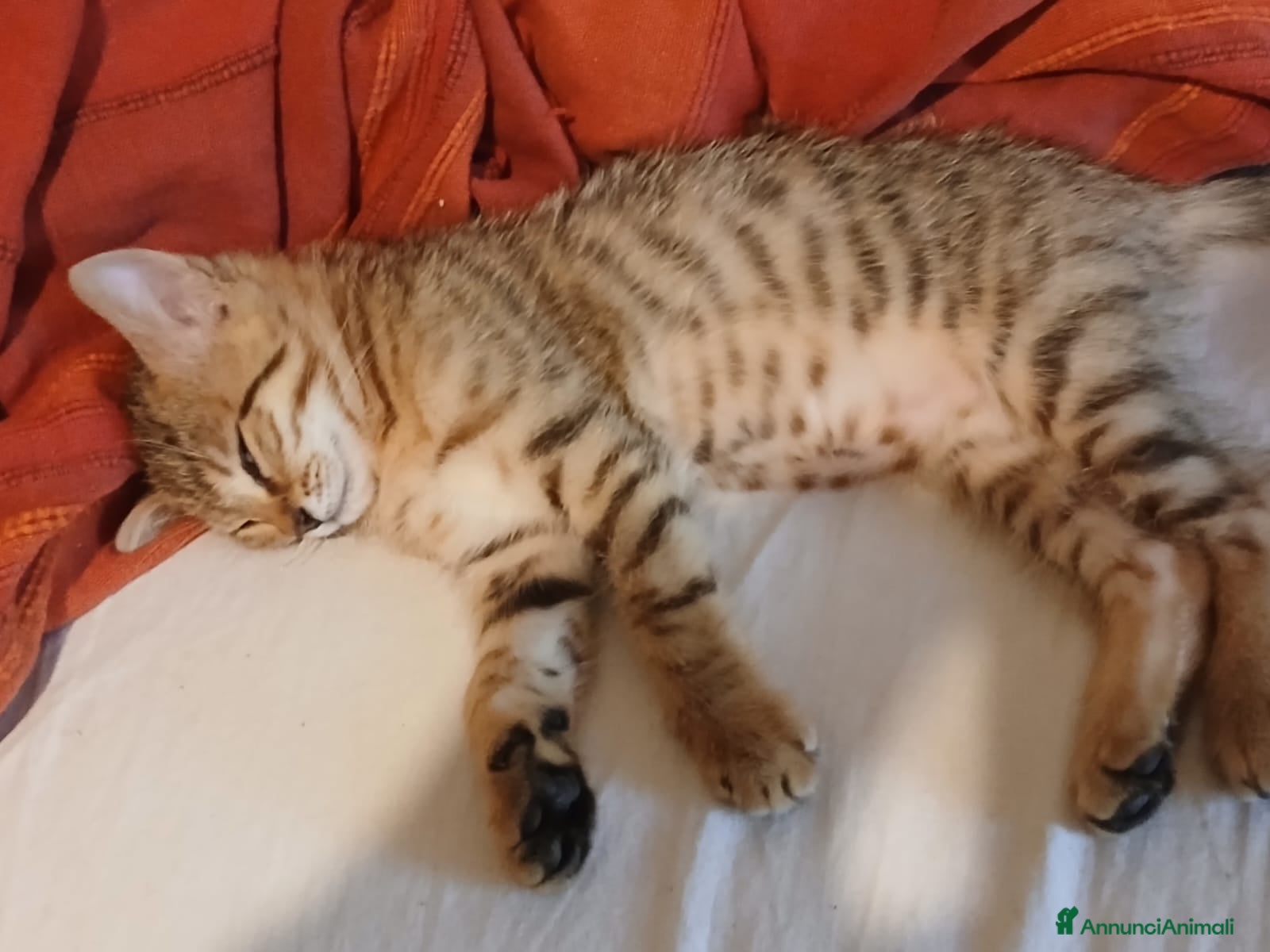 Altre razze gatti in vendita: Calico van bengalese - Annuncio 3