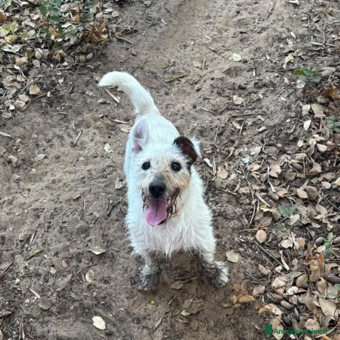 Jack Russell cani in regalo: CIACK jack russell a pelo duro cerca casa  - Annuncio 5