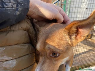 Meticcio cani TAGLIA PICCOLA - Annuncio 23