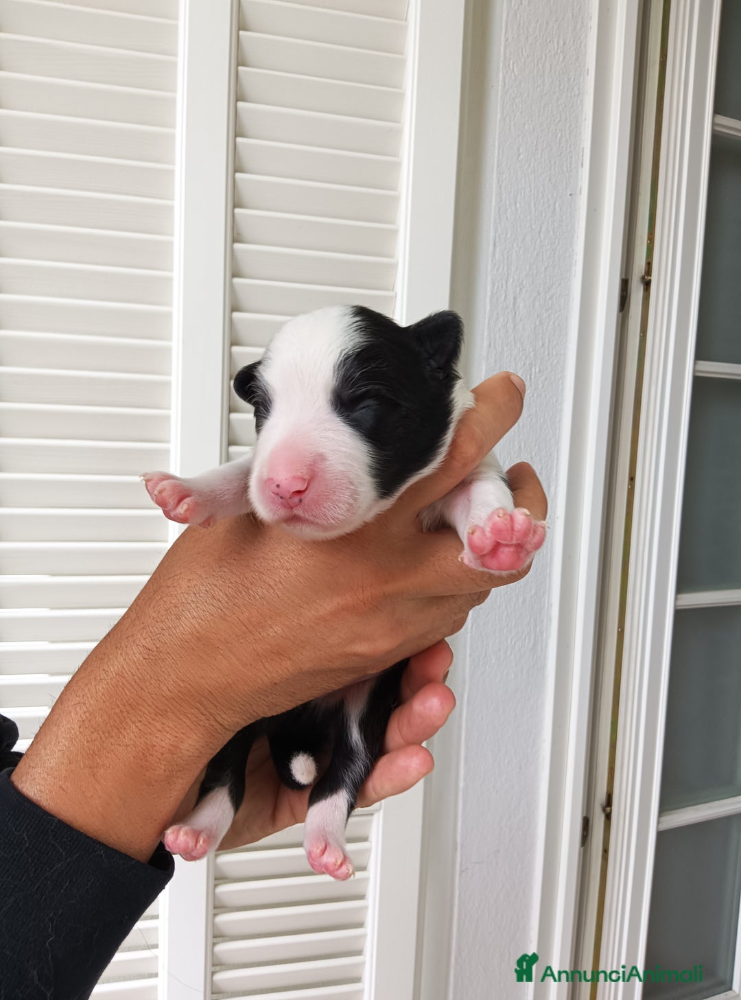 Border Collie cani in vendita: Cuccioli Border Collie a Città Metropolitana di Torino - Immagine 26