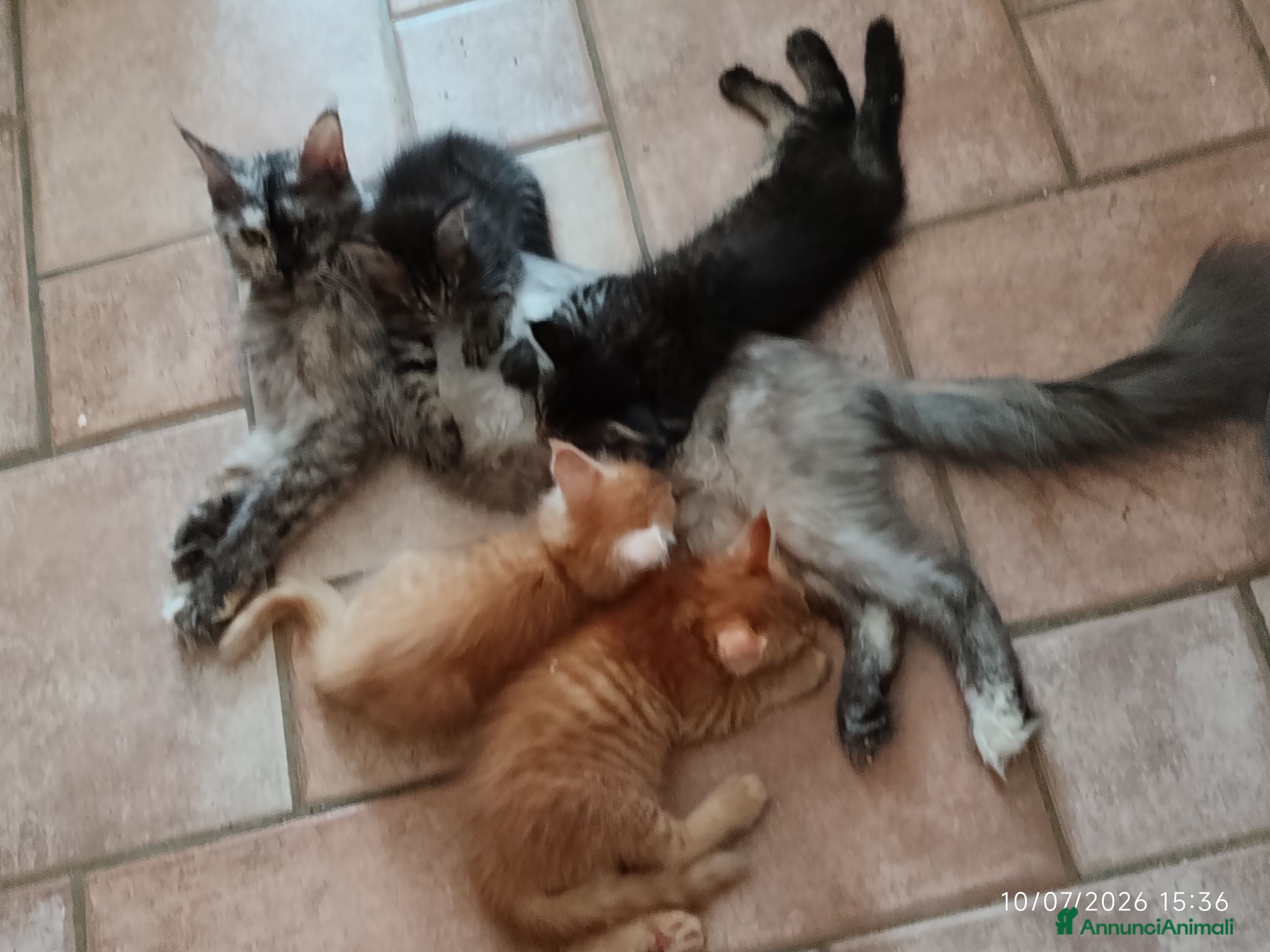 Maine Coon gatti Cuccioli di Maine Coon  - Annuncio 12