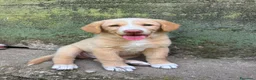 Meticcio cani in regalo: Milo cerca casa 🏡 - Annuncio 12