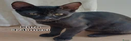 Europeo gatti in regalo: GATTINI BISOGNOSI IN CERCA D'AMORE  a Città Metropolitana di Bologna - Annuncio 5