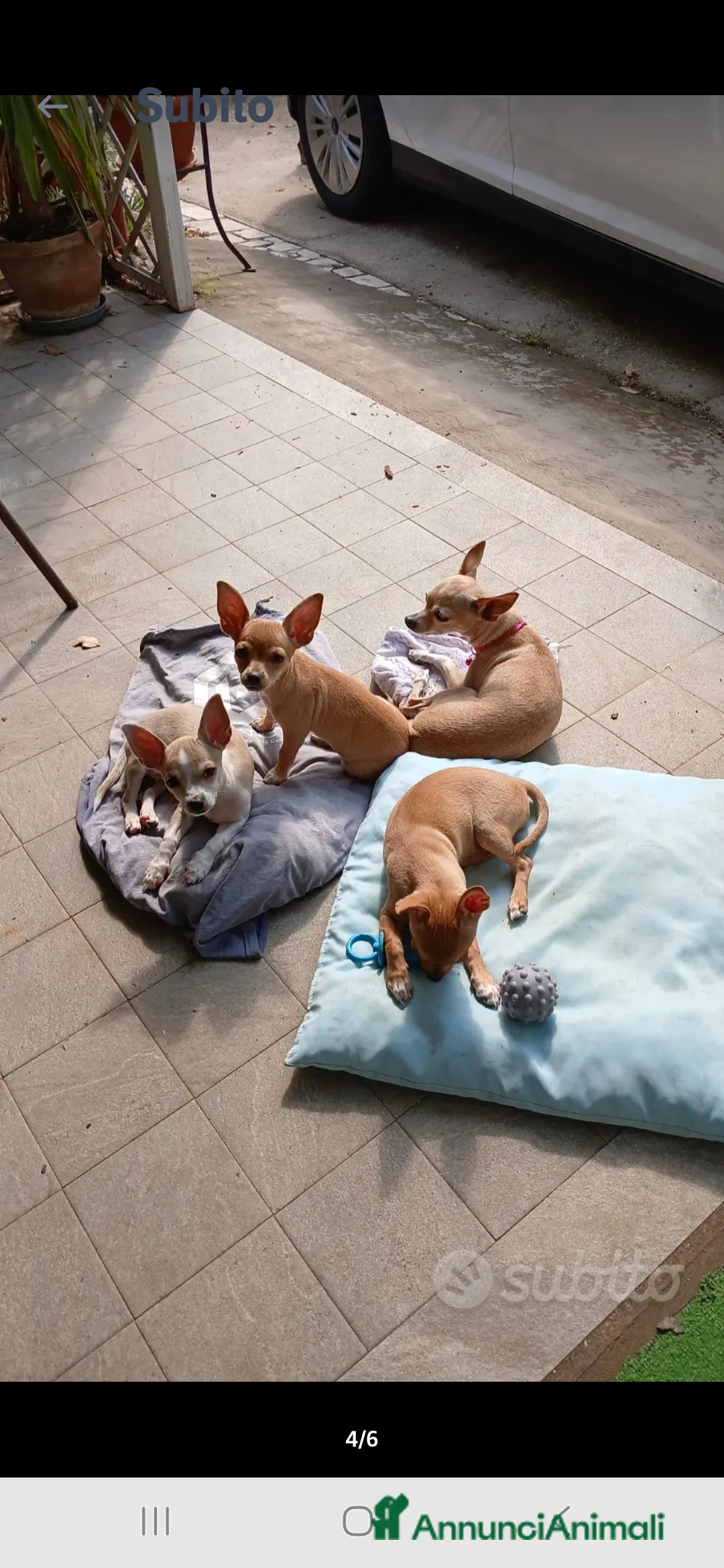 Chihuahua cani in vendita: Cuccioli chihuahua - Annuncio 35