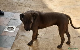 Pitbull cani in regalo: Splendida Pitbull - ELLA a Città metropolitana di Milano - Immagine 5