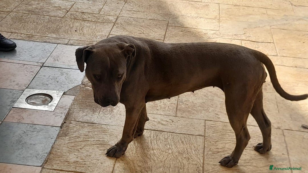 Pitbull cani in regalo: Splendida Pitbull - ELLA a Città metropolitana di Milano - Immagine 5