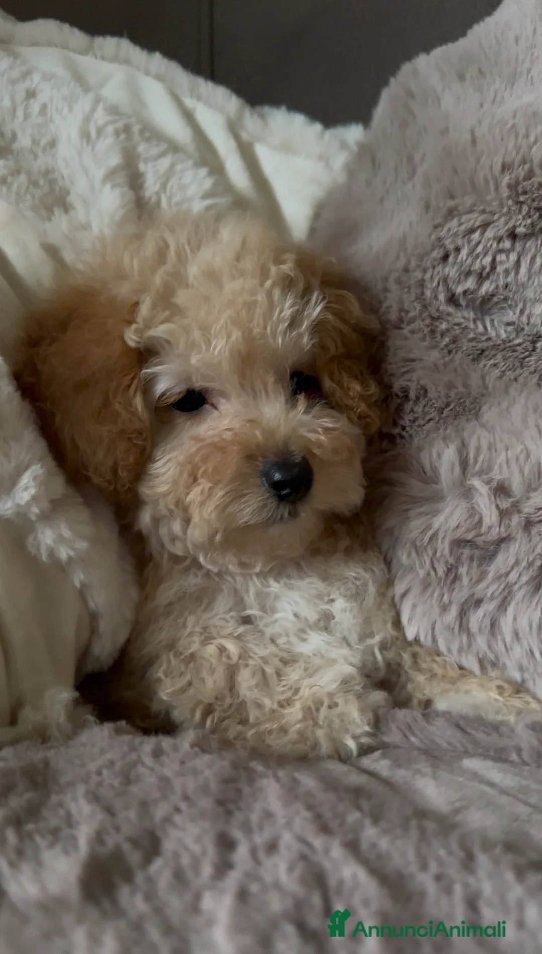 Barboncino cani in vendita: Barboncino❤️ - Annuncio 6
