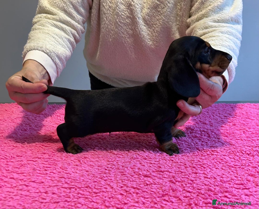Bassotto cani in vendita: Bassotti Tedeschi Nani a Pelo Corto-Pedigree  - Annuncio 17