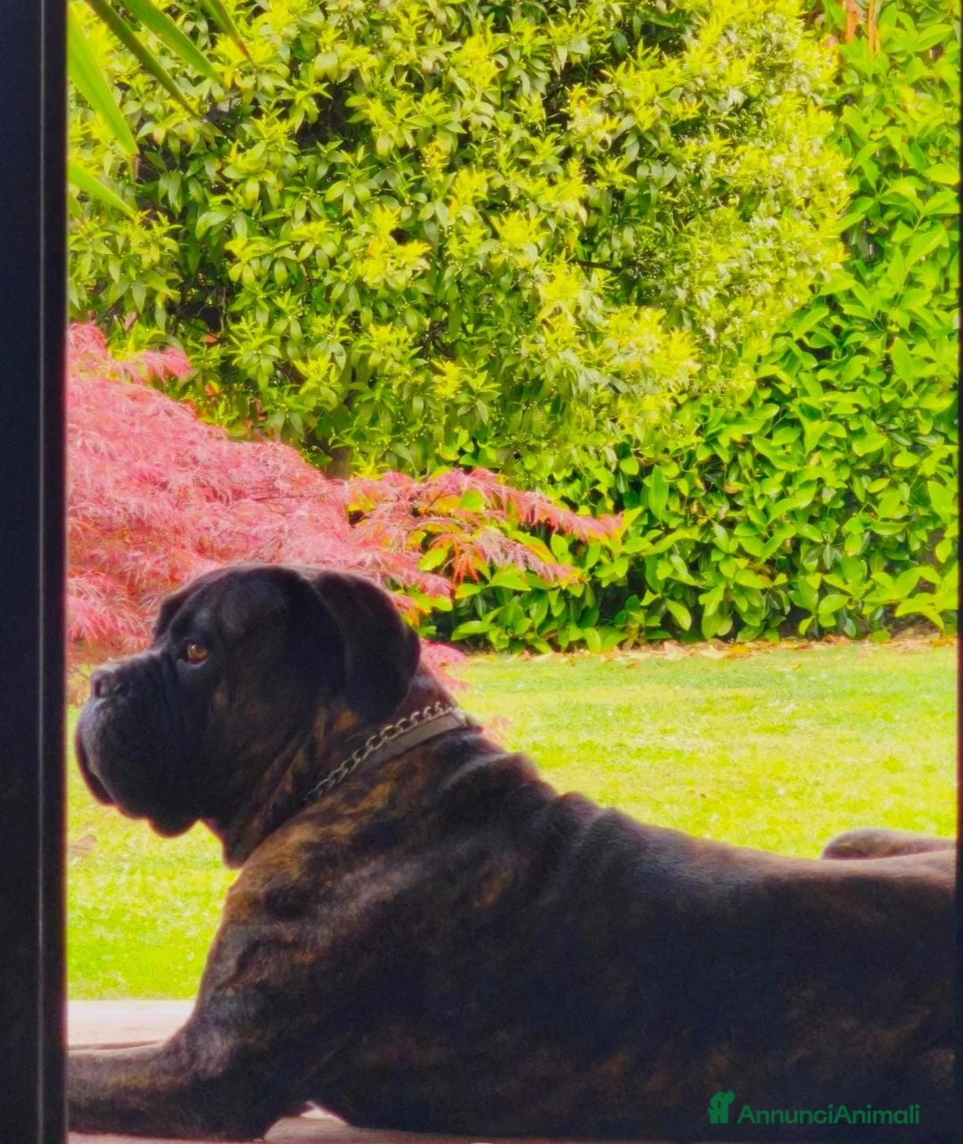 Cane Corso cani per accoppiamento: Teo cerca compagna - Annuncio 6