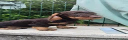 Bassotto cani in vendita: Bassotti a pelo duro - Annuncio 4