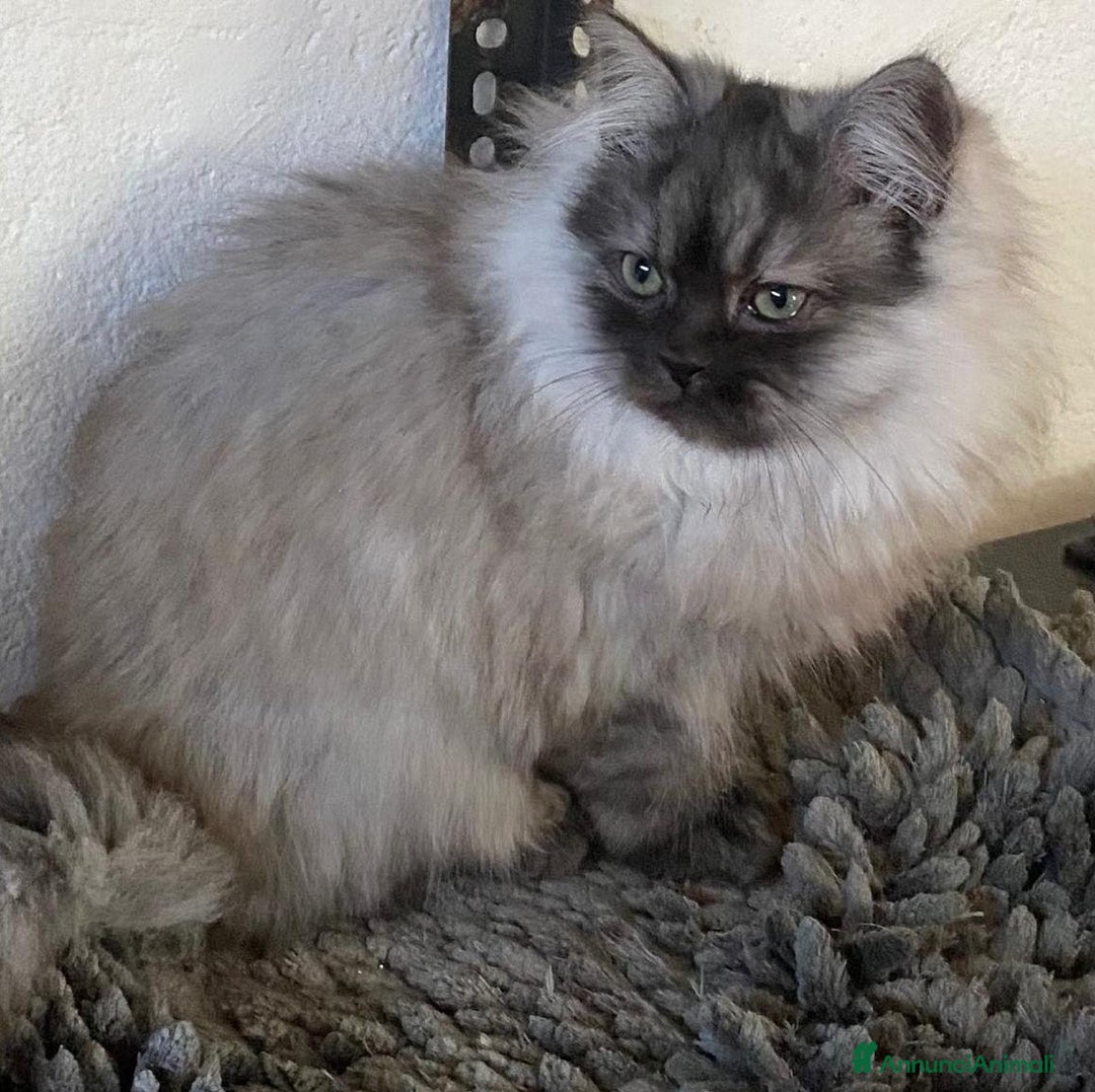 Persiano gatti in vendita: Cucciolo di persiani normotipo MASCHIO  - Annuncio 15