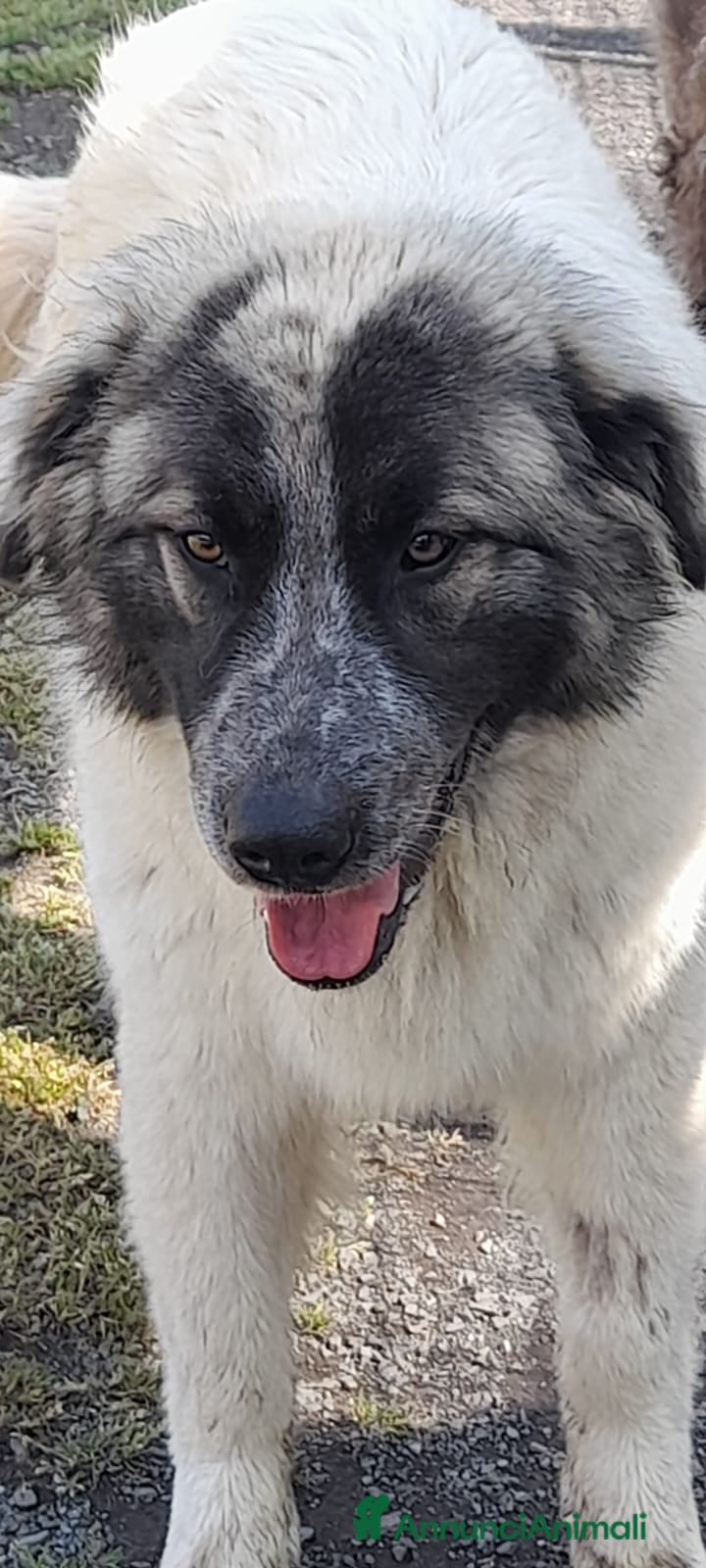 Pastore Maremmano cani Incrocio maremmano di un anno - Annuncio 1