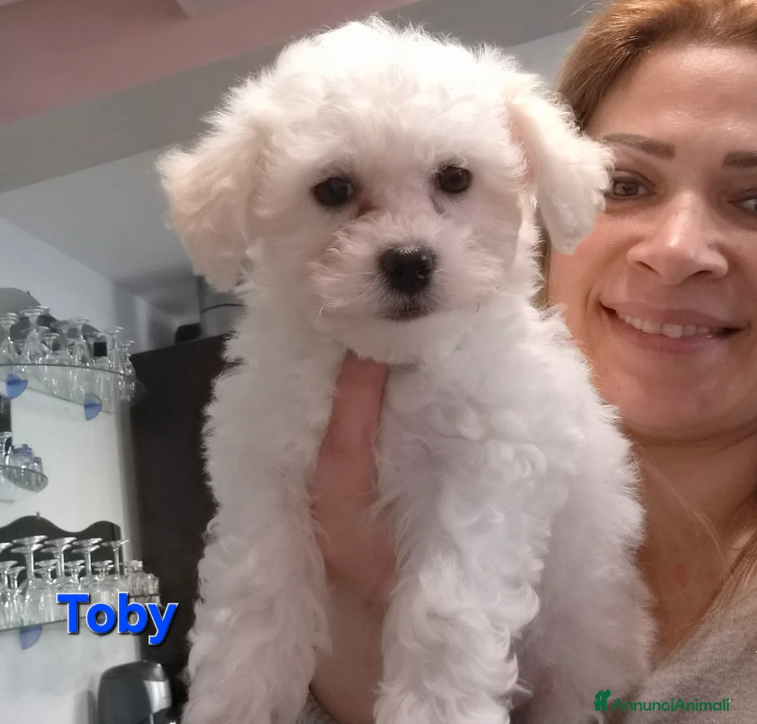 Maltese cani in vendita: Cuccioli maltesi  taglia mini/piccola pelo riccio  - Annuncio 2