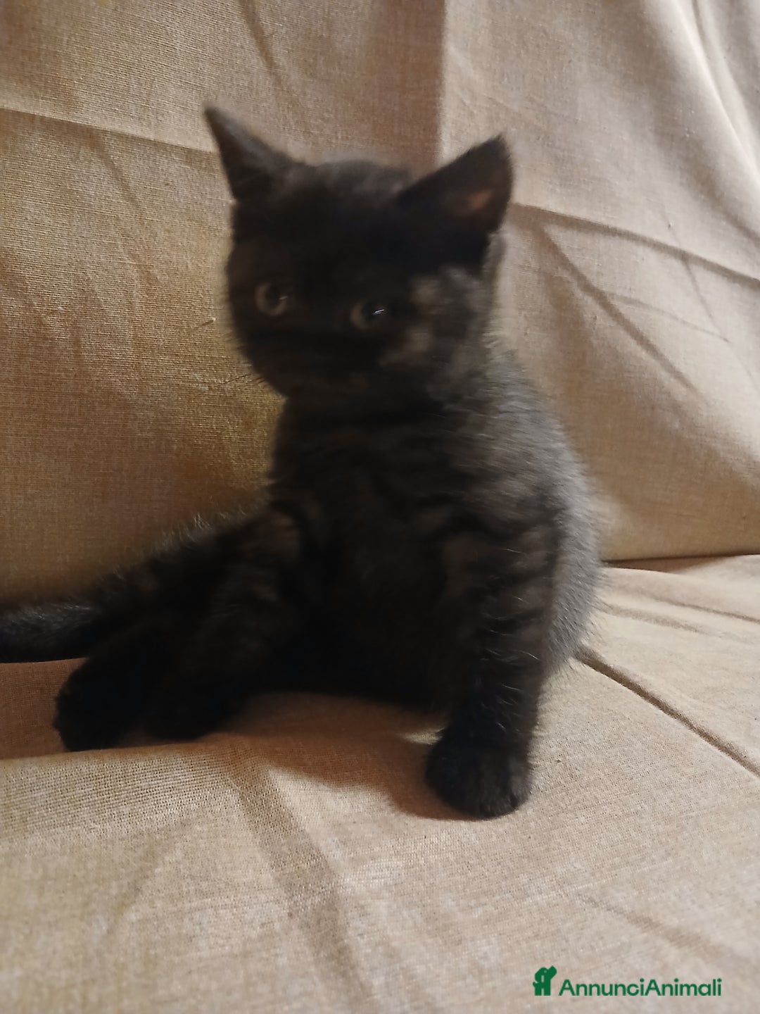 Scottish gatti in vendita: Cucciolo scottish straight  - Annuncio 5