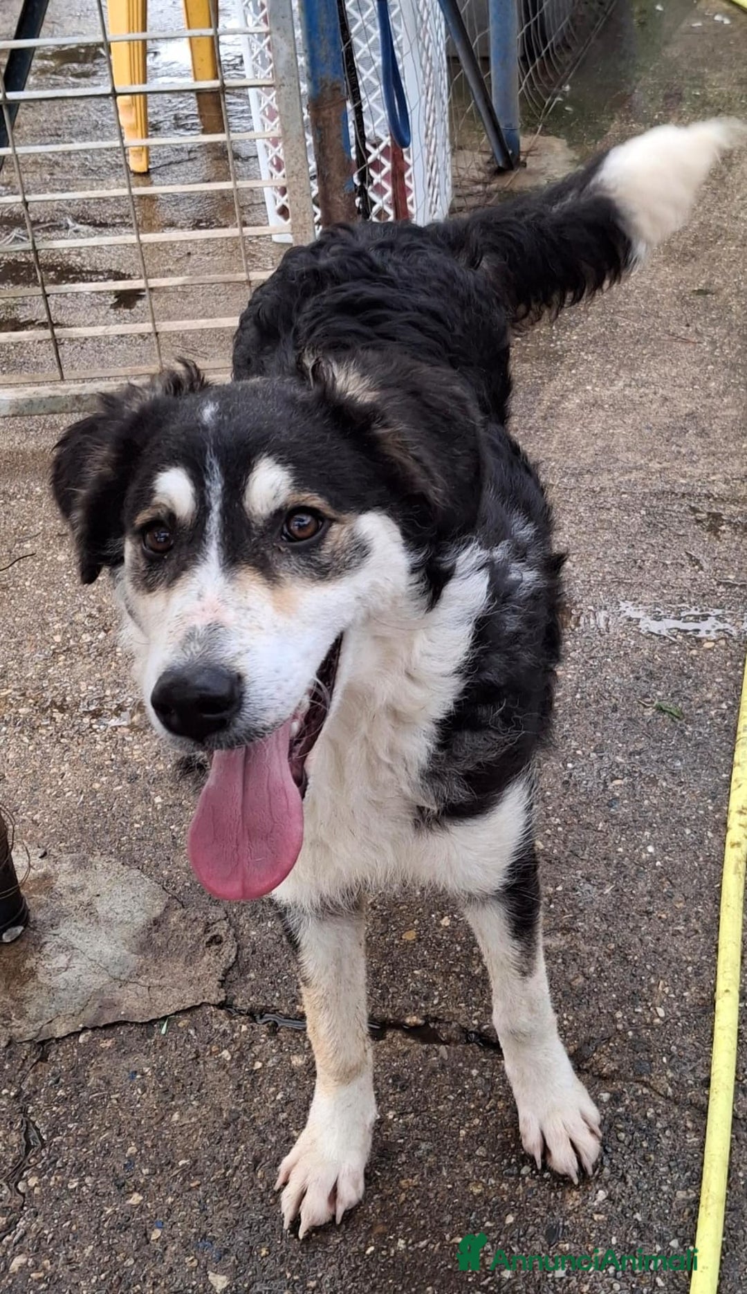 Meticcio cani in regalo: BRETZEL🩷-cucciola. Sta crescendo dietro le sbarre - Annuncio 9