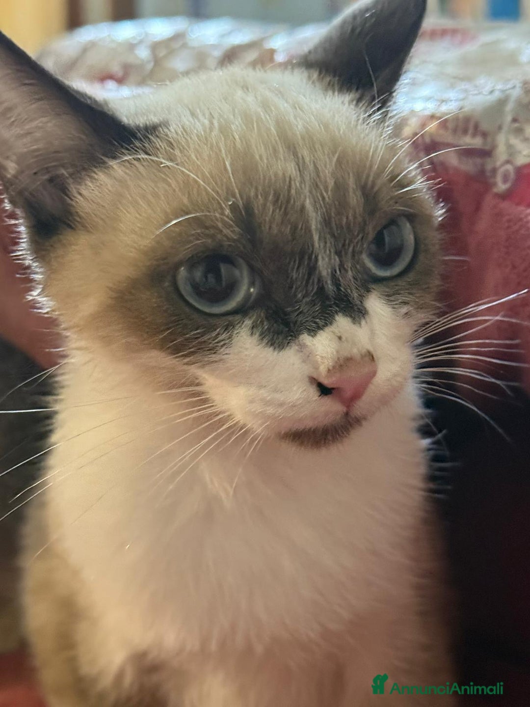 Europeo gatti in regalo: cuccioli gatto cercano casa❤️ ADOZIONE DI COPPIA - Annuncio 3