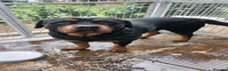 Rottweiler cani in regalo: Femmina Rotteweiler sterilizzata - Annuncio 2