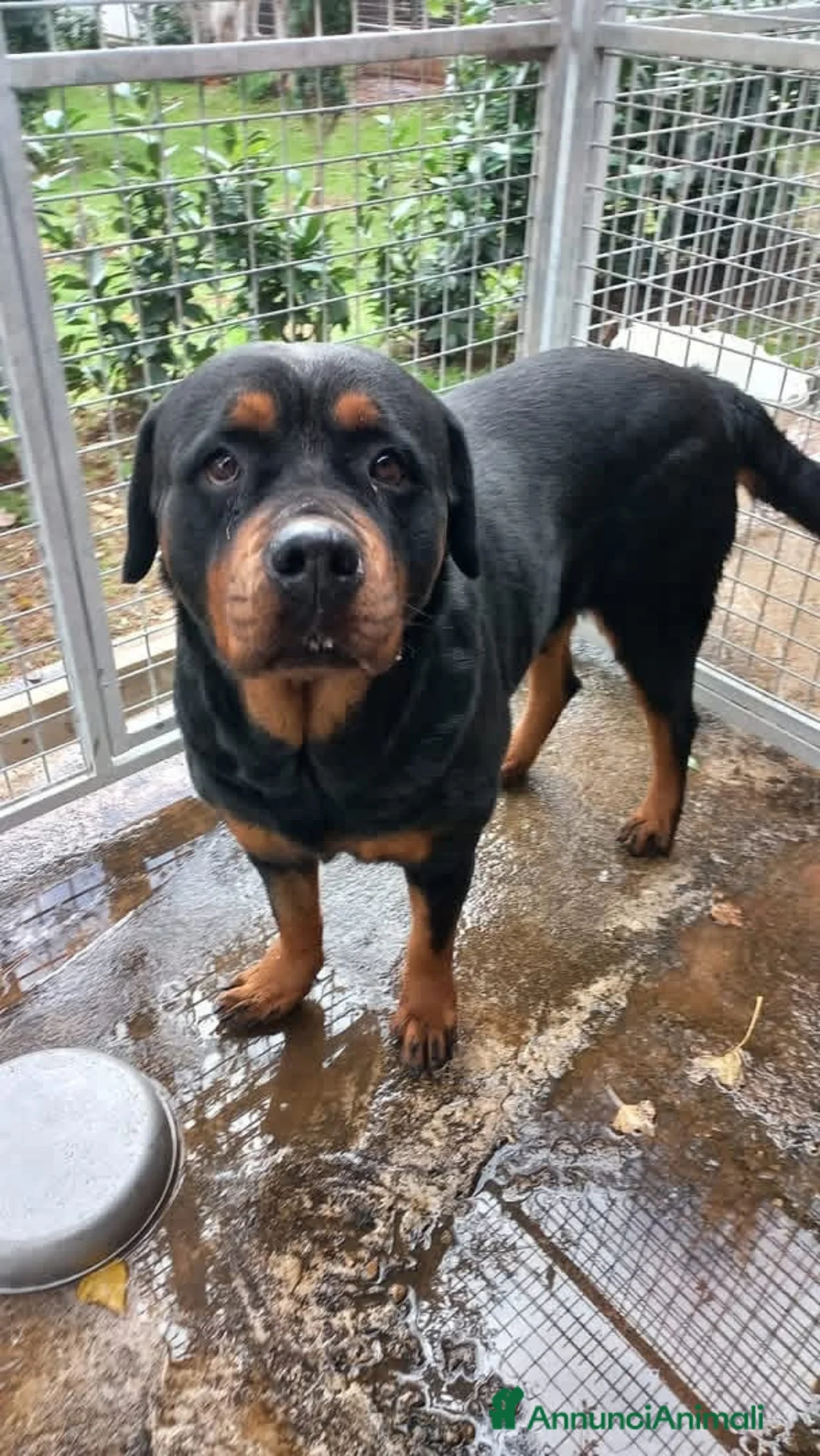 Rottweiler cani in regalo: Femmina Rotteweiler sterilizzata - Annuncio 2