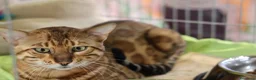 Bengala gatti in vendita: Cuccioli Bengala a Provincia di Cosenza - Annuncio 34