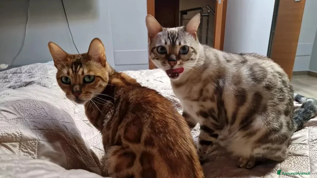 Bengala gatti per accoppiamento: Cerco maschio Bengala per accoppiamento - Annuncio 1