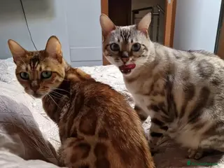 Bengala gatti Cerco maschio Bengala per accoppiamento - Annuncio 3