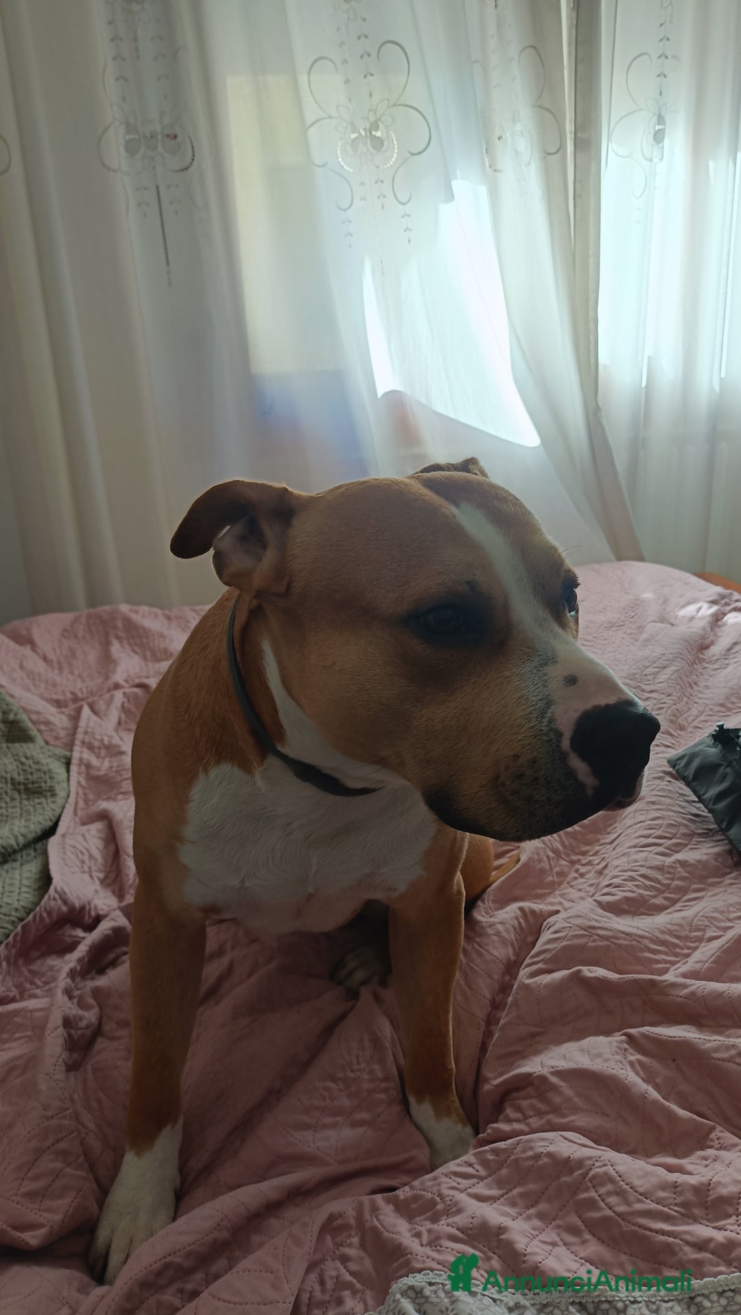 American Staffordshire cani in regalo: Fidanzata per Leo (gratis)  - Annuncio 2