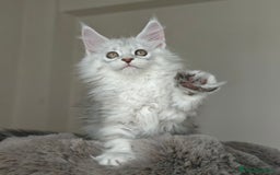 Maine Coon gatti in vendita: 6Cuccioli di MaineCoon con WCF - Immagine 2