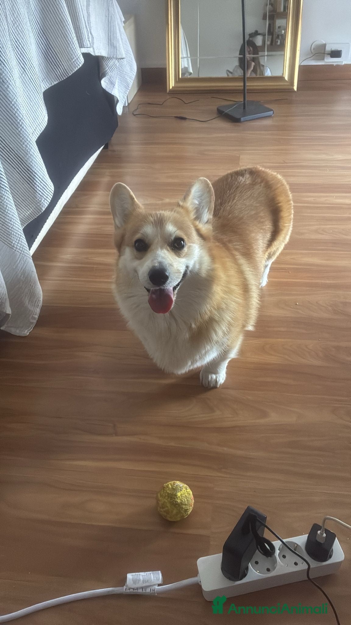 Corgi Pembroke cani Corgi cuccioli - Annuncio 1