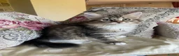 Siberiano gatti in vendita: Gattina Siberiana - Annuncio 3