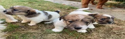 Jack Russell cani in vendita: Cucciola disponibile  a Città metropolitana di Milano - Annuncio 3