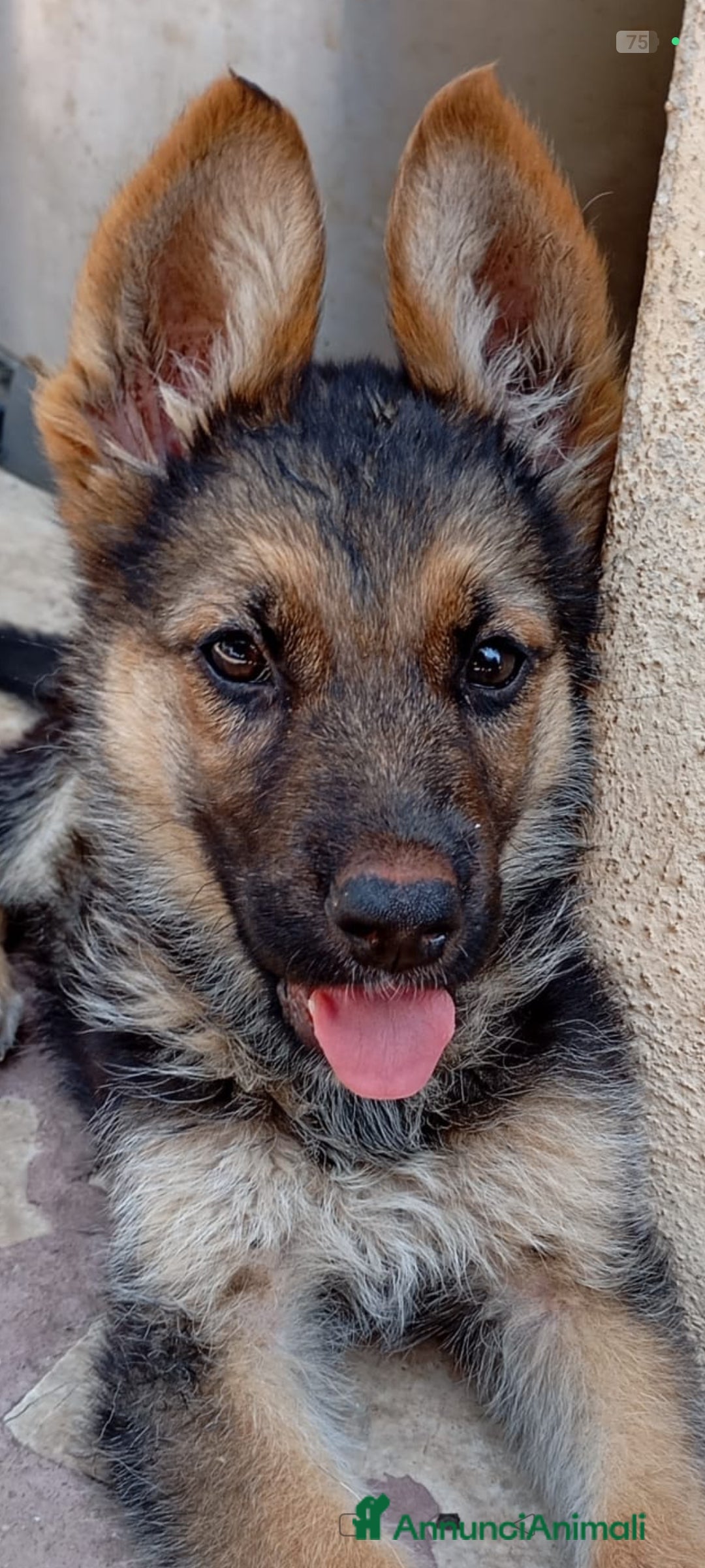 Pastore Tedesco cani in vendita: Pastore Tedesco  a Provincia di Caserta - Immagine 4