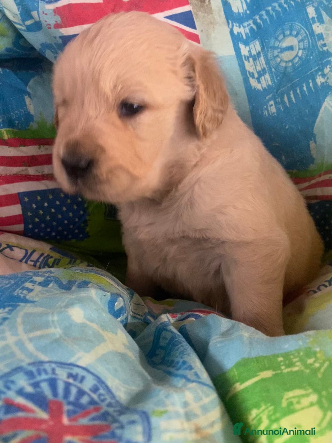 Golden Retriever cani in vendita: Golden retriever angloamericani - Annuncio 2