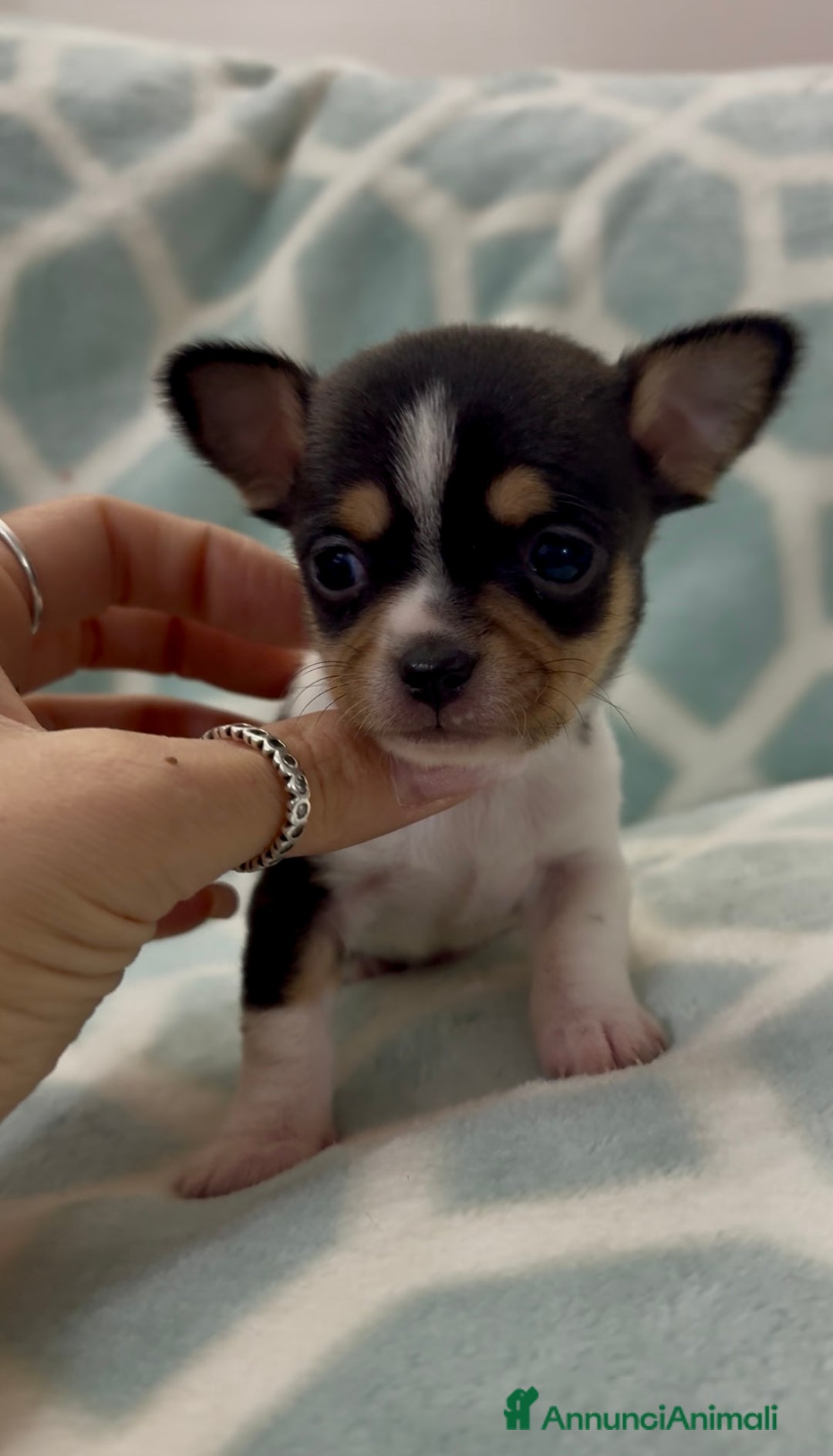 Chihuahua cani in vendita: Chihuahua  - Annuncio 14