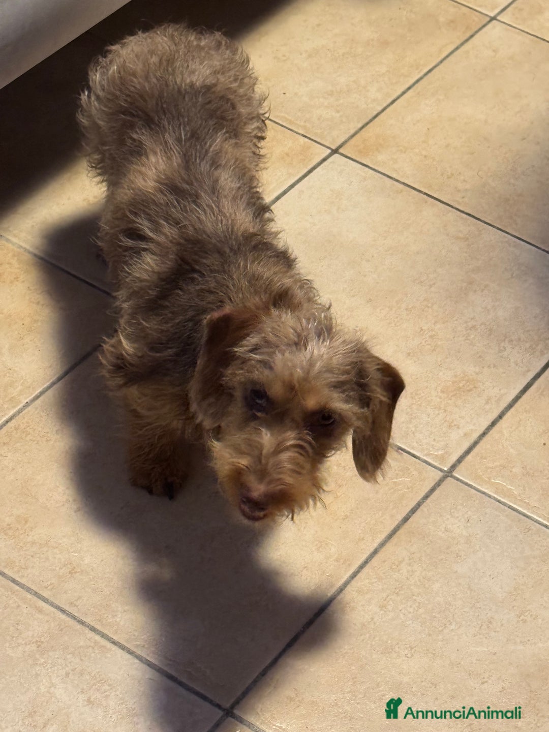 Bassotto cani in regalo: Bassotto nano a pelo duro femmina - Annuncio 2