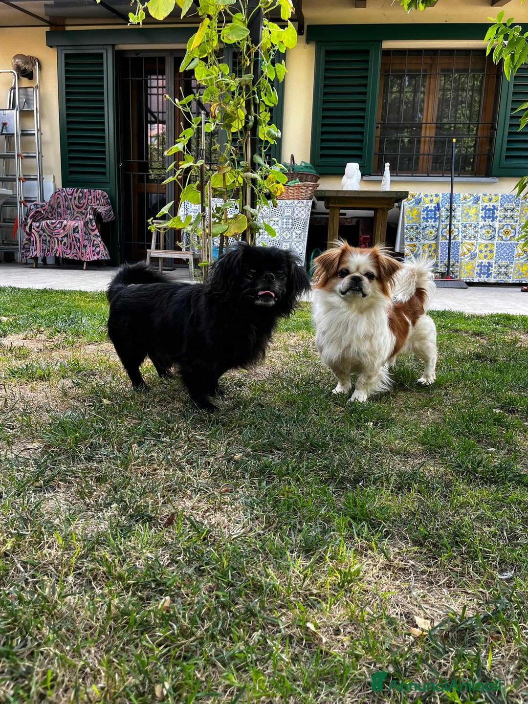 Pechinese cani in regalo: BRAD e ANGELINA, piccoli PECHINESI cercano casa! - Annuncio 2