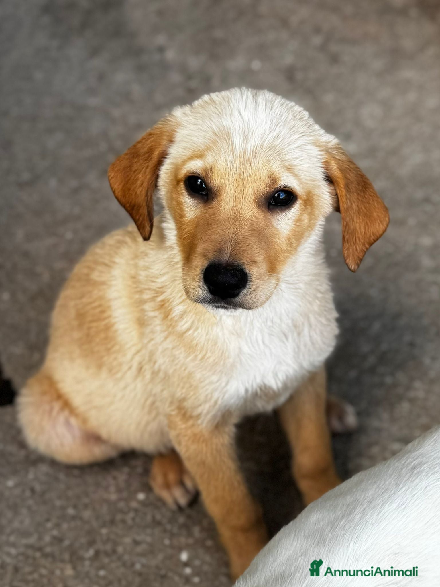 Meticcio cani Ale maschio - Annuncio 1