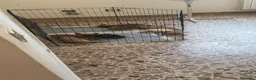 Bulldog Francese cani in vendita: Cuccioli di bulldog francese  - Annuncio 2