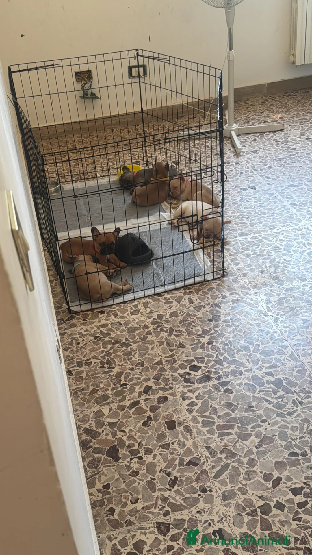 Bulldog Francese cani in vendita: Cuccioli di bulldog francese  - Annuncio 2