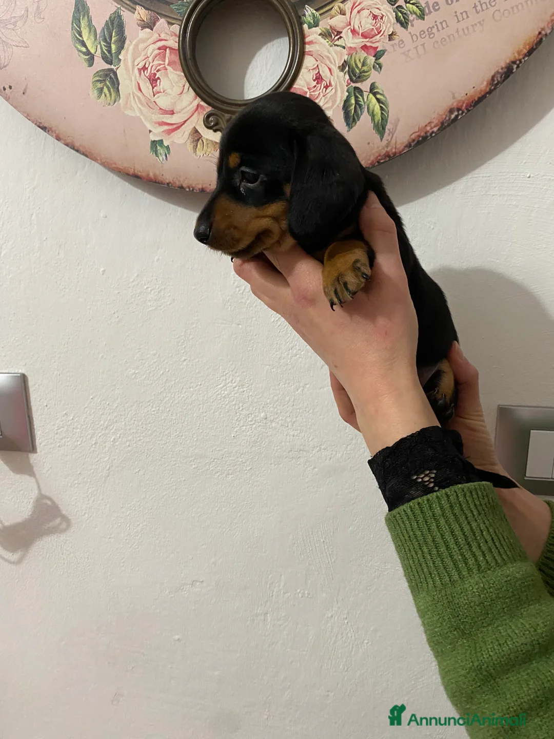 Bassotto cani in vendita: Bassotto nano tedesco - Annuncio 6