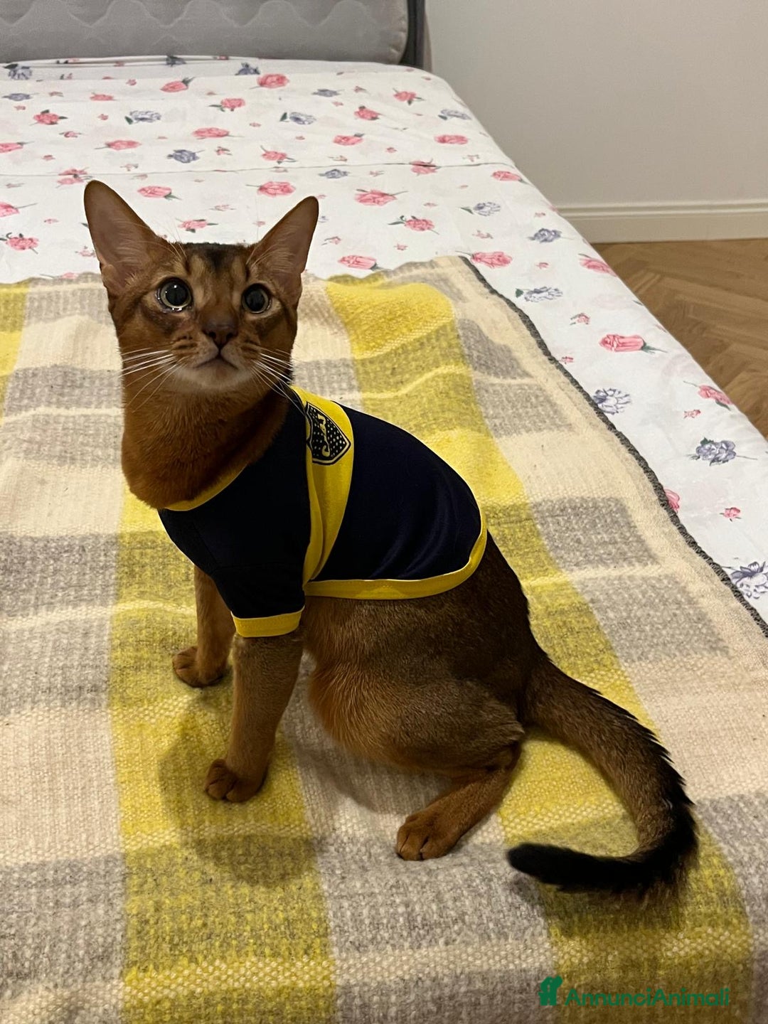 Abissino gatti per accoppiamento: Gatto Abissino Lucio cerca moglie  - Immagine 4