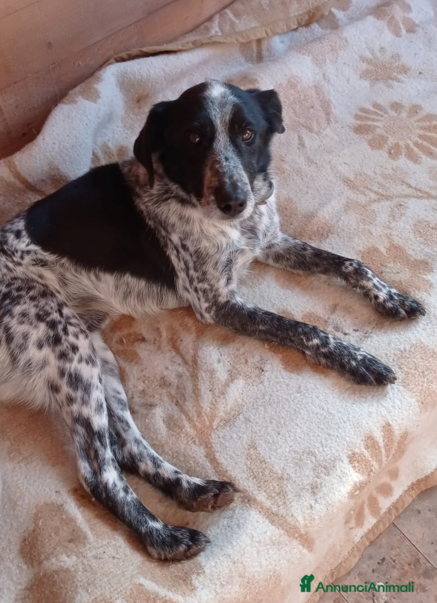 Meticcio cani 12anni kg12/12 x 8anni in 1lager!! SOS CASA LAZI9 - Annuncio 39