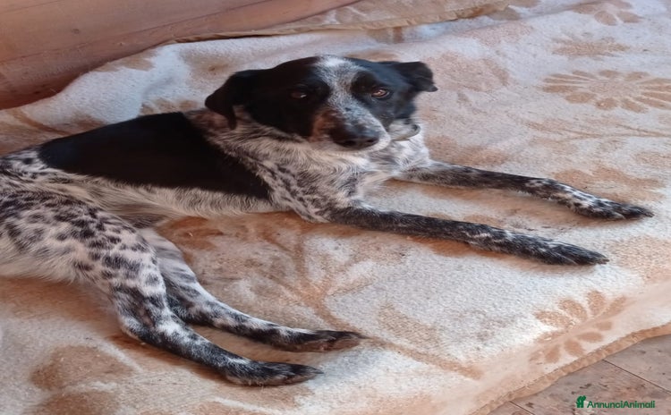Meticcio cani a Città metropolitana di Milano - Annuncio 3