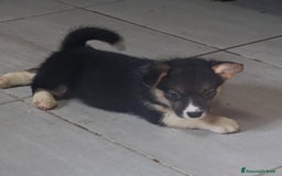 Corgi Pembroke cani in vendita: Corgi Pembroke  a Provincia di Pavia - Immagine 8