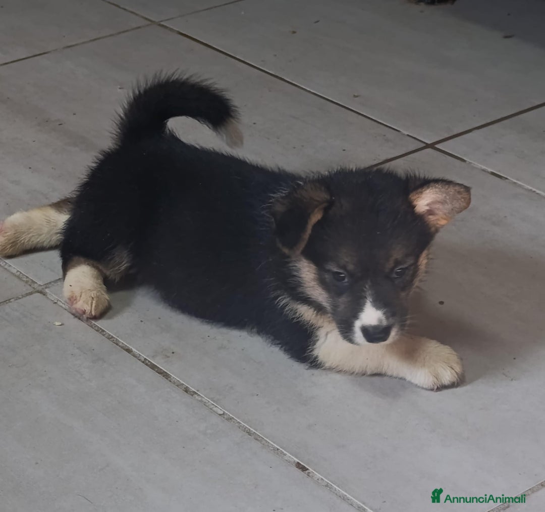 Corgi Pembroke cani in vendita: Corgi Pembroke  a Provincia di Pavia - Immagine 8