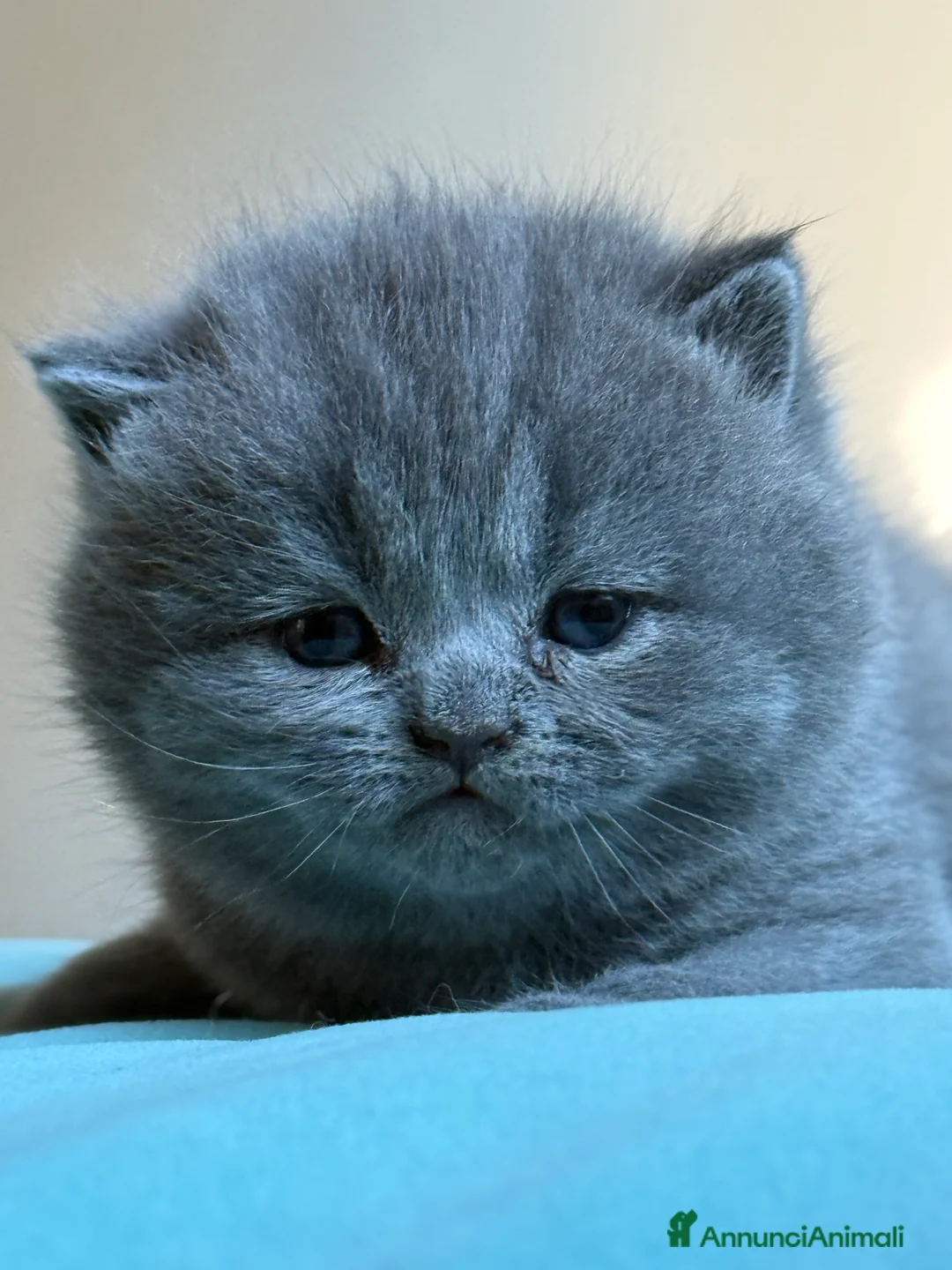 Scottish gatti in vendita: Gattini scottish fold blue - Annuncio 2