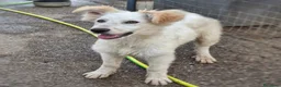 Meticcio cani in regalo: GAIA 🩷 impossibile guardarla senza sorridere - Annuncio 3