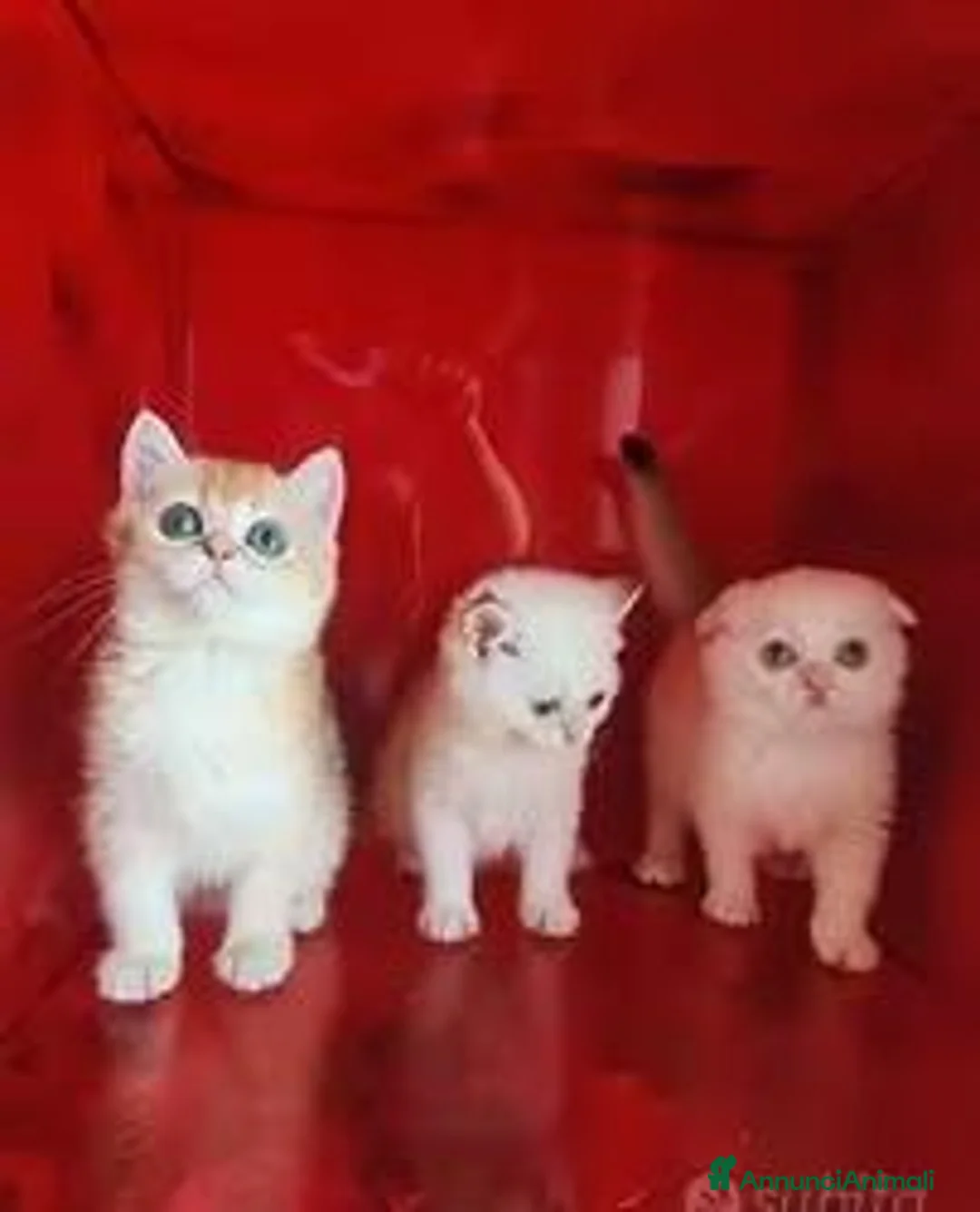 Scottish gatti in vendita: Cuccioli Scottish fold, Scottish striaght pedigree - Annuncio 4