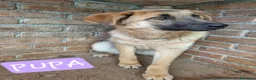 Meticcio cani in regalo: Pupa dolcissima pastorina dagli occhi nocciola  - Annuncio 1