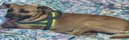 Meticcio cani in regalo: A Bologna, 1 anno, 7 kg, buonissimo, Iper dolce  - Annuncio 2