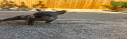 Bulldog Francese cani in vendita: bulldog francese blue merlè e 2 nere tigrate - Annuncio 3